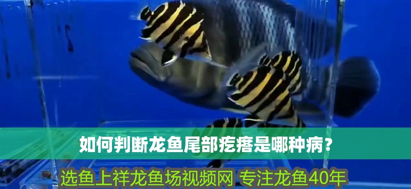 如何判斷龍魚尾部疙瘩是哪種病？