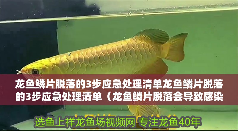 龍魚鱗片脫落的3步應急處理清單龍魚鱗片脫落的3步應急處理清單（龍魚鱗片脫落會導致感染嗎？）