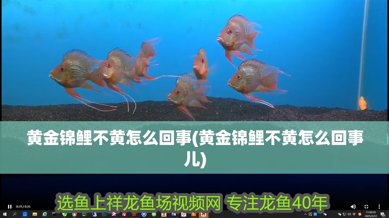 黃金錦鯉不黃怎么回事(黃金錦鯉不黃怎么回事兒)