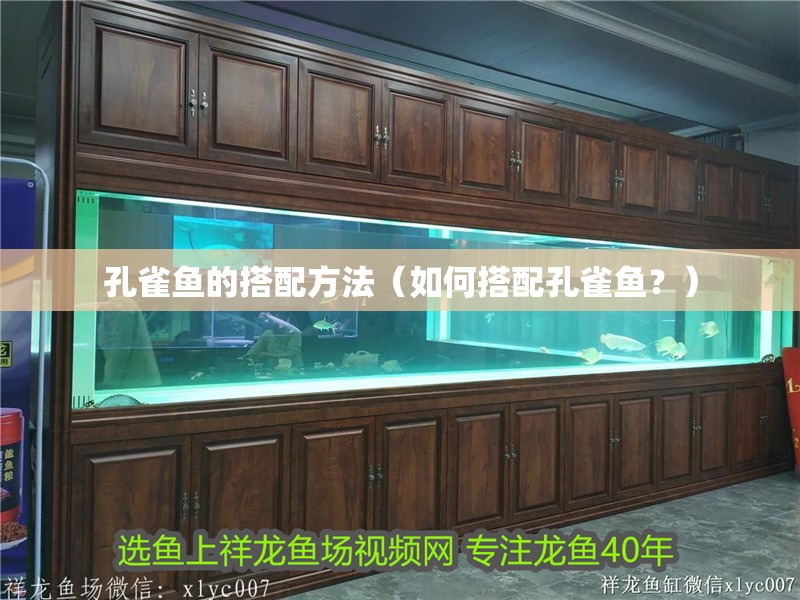 孔雀魚的搭配方法（如何搭配孔雀魚？）
