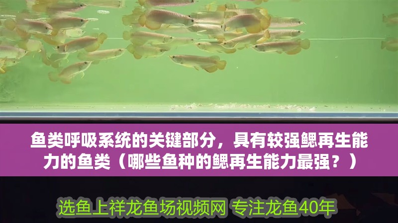 魚類呼吸系統(tǒng)的關(guān)鍵部分，具有較強(qiáng)鰓再生能力的魚類（哪些魚種的鰓再生能力最強(qiáng)？）