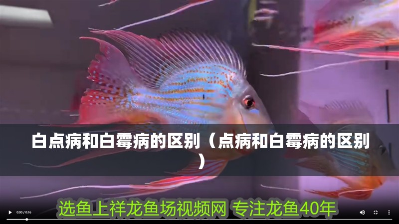 白點病和白霉病的區別（點病和白霉病的區別）