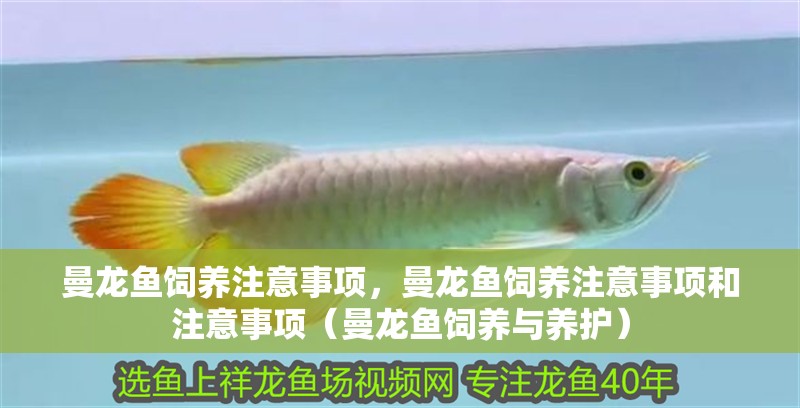 曼龍魚飼養注意事項，曼龍魚飼養注意事項和注意事項（曼龍魚飼養與養護）