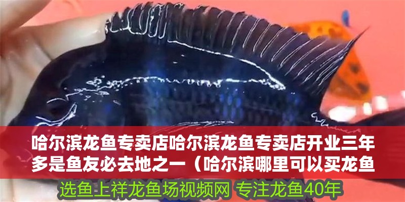 哈爾濱龍魚專賣店哈爾濱龍魚專賣店開業三年多是魚友必去地之一（哈爾濱哪里可以買龍魚）