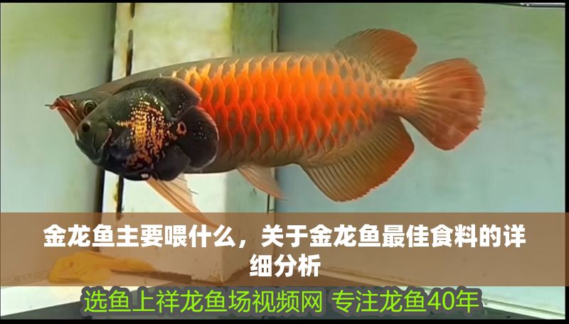 金龍魚主要喂什么，關于金龍魚最佳食料的詳細分析