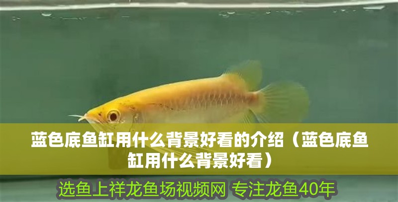 藍色底魚缸用什么背景好看的介紹（藍色底魚缸用什么背景好看）