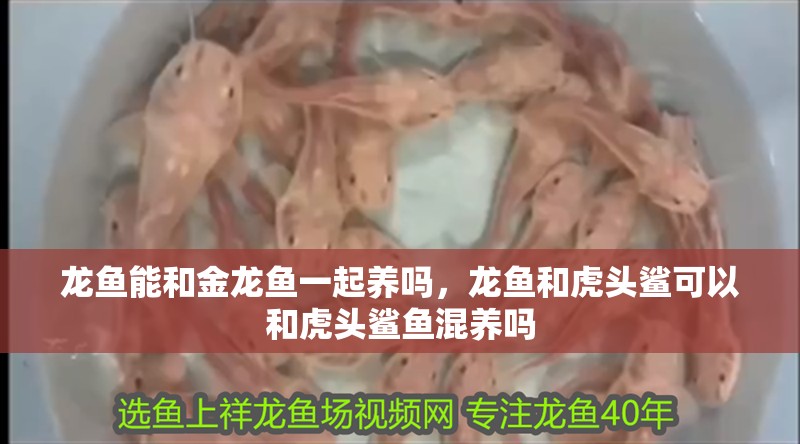 龍魚能和金龍魚一起養嗎，龍魚和虎頭鯊可以和虎頭鯊魚混養嗎
