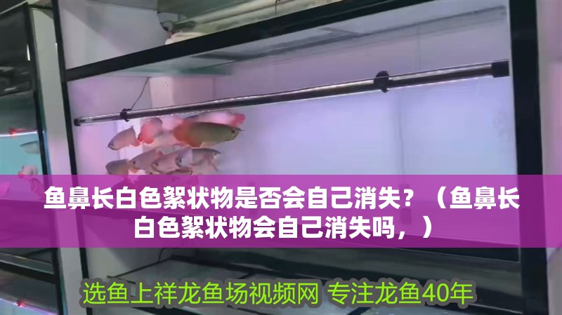 魚鼻長白色絮狀物是否會自己消失？（魚鼻長白色絮狀物會自己消失嗎，）