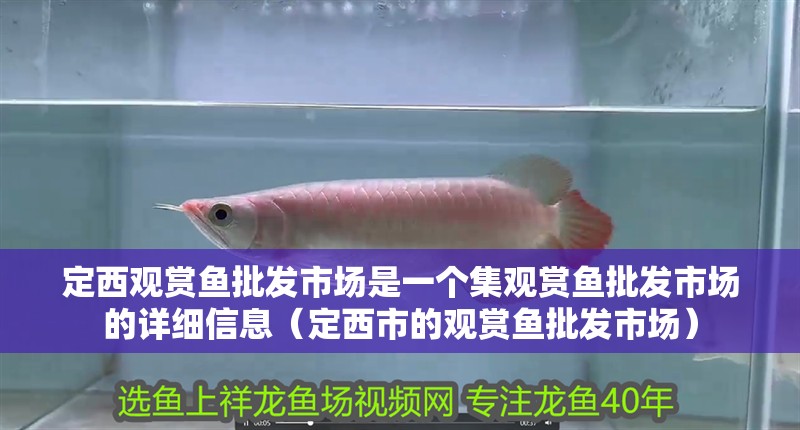 定西觀賞魚批發市場是一個集觀賞魚批發市場的詳細信息（定西市的觀賞魚批發市場）