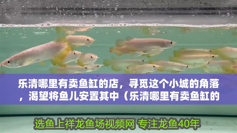 樂清哪里有賣魚缸的店，尋覓這個小城的角落，渴望將魚兒安置其中（樂清哪里有賣魚缸的店）