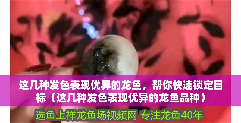 這幾種發色表現優異的龍魚，幫你快速鎖定目標（這幾種發色表現優異的龍魚品種）