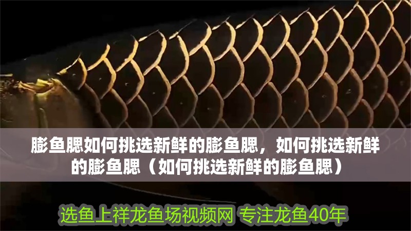 膨魚腮如何挑選新鮮的膨魚腮，如何挑選新鮮的膨魚腮（如何挑選新鮮的膨魚腮）