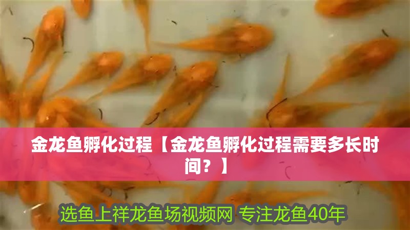 金龍魚孵化過程【金龍魚孵化過程需要多長時間？】 金龍魚孵化過程【金龍魚孵化過程需要多長時間？】 觀賞魚百科