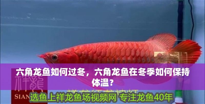 六角龍魚(yú)如何過(guò)冬，六角龍魚(yú)在冬季如何保持體溫？