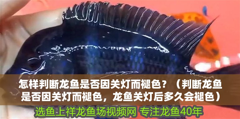 怎樣判斷龍魚是否因關燈而褪色？（判斷龍魚是否因關燈而褪色，龍魚關燈后多久會褪色）