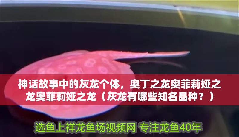 神話故事中的灰龍個(gè)體，奧丁之龍奧菲莉婭之龍奧菲莉婭之龍（灰龍有哪些知名品種？）