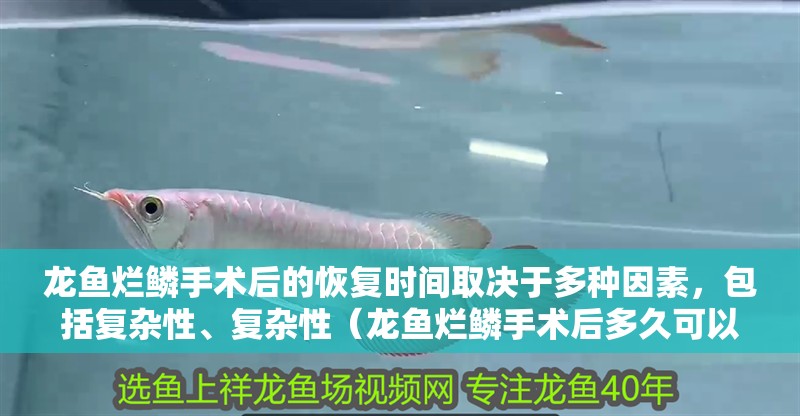 龍魚干蝦有營養嗎 龍魚爛鱗手術后的恢復時間取決于多種因素,包括復雜性、復雜性(龍魚爛鱗手術后多久可以喂食?) 龍魚百科 龍魚爛鱗手術后的恢復時間取決于多種因素,包括復雜性、復雜性(龍魚爛鱗手術后多久可以喂食?) 龍魚爛鱗手術后的恢復時間取決于多種因素,包括復雜性、復雜性(龍魚爛鱗手術后多久可以喂食?) 龍魚百科