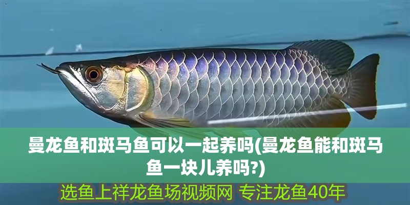 曼龍魚和斑馬魚可以一起養(yǎng)嗎(曼龍魚能和斑馬魚一塊兒養(yǎng)嗎?)