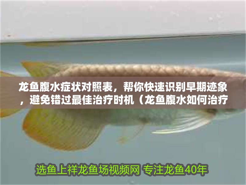 龍魚腹水癥狀對照表，幫你快速識別早期跡象，避免錯過最佳治療時機（龍魚腹水如何治療）