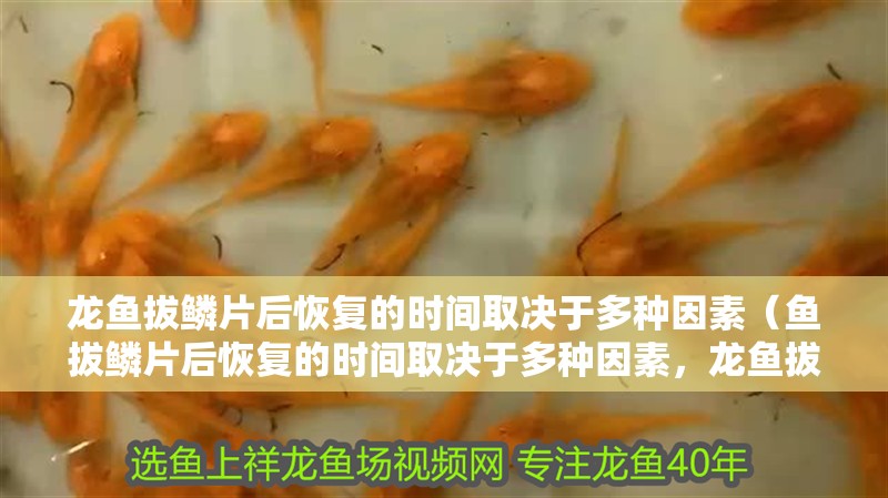 龍魚拔鱗片后恢復的時間取決于多種因素（魚拔鱗片后恢復的時間取決于多種因素，龍魚拔鱗后多久可以喂食）