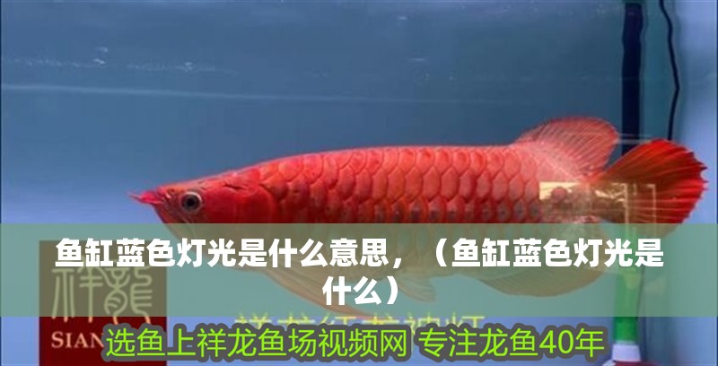 魚缸藍(lán)色燈光是什么意思，（魚缸藍(lán)色燈光是什么）