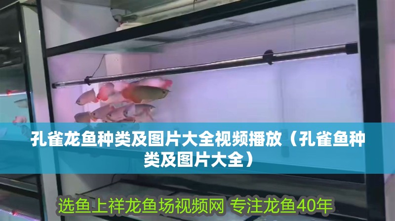 孔雀龍魚種類及圖片大全視頻播放（孔雀魚種類及圖片大全）