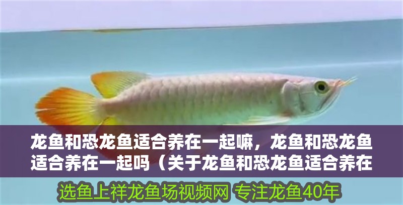 龍魚和恐龍魚適合養在一起嘛，龍魚和恐龍魚適合養在一起嗎（關于龍魚和恐龍魚適合養在一起嘛）