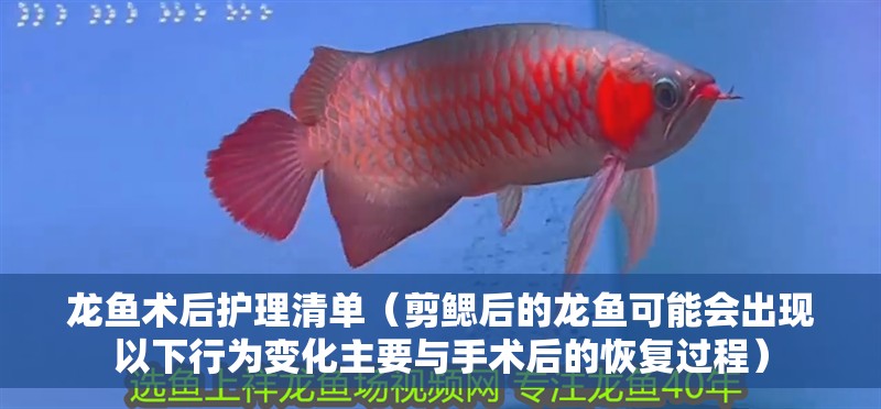龍魚術后護理清單（剪鰓后的龍魚可能會出現以下行為變化主要與手術后的恢復過程）