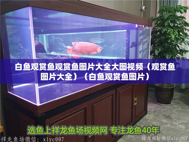 白魚觀賞魚觀賞魚圖片大全大圖視頻（觀賞魚圖片大全）（白魚觀賞魚圖片）