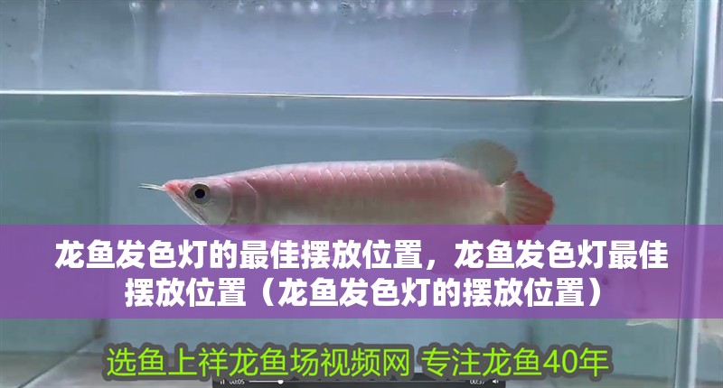 龍魚發色燈的最佳擺放位置，龍魚發色燈最佳擺放位置（龍魚發色燈的擺放位置）
