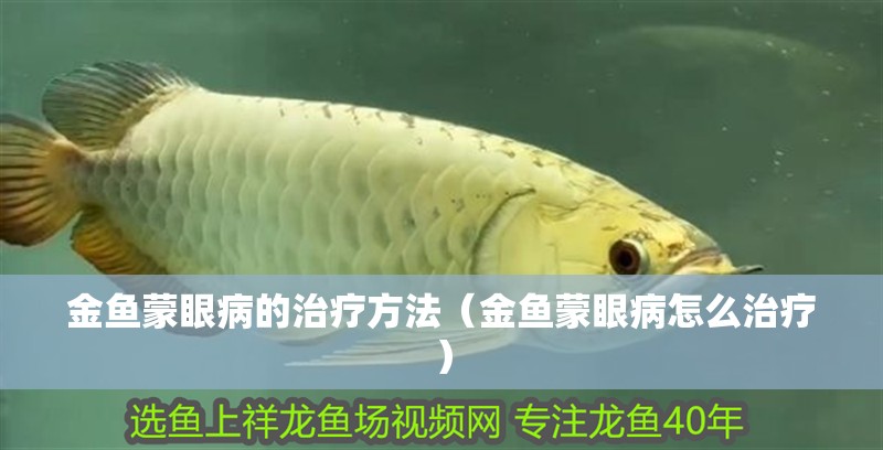 金魚蒙眼病的治療方法（金魚蒙眼病怎么治療）