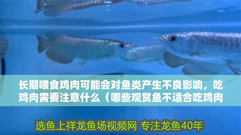 長期喂食雞肉可能會對魚類產生不良影響，吃雞肉需要注意什么（哪些觀賞魚不適合吃雞肉？） 長期喂食雞肉可能會對魚類產生不良影響，吃雞肉需要注意什么（哪些觀賞魚不適合吃雞肉？） 龍魚百科