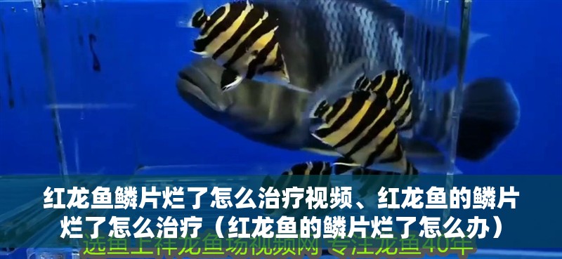 紅龍魚(yú)鱗片爛了怎么治療視頻、紅龍魚(yú)的鱗片爛了怎么治療（紅龍魚(yú)的鱗片爛了怎么辦）