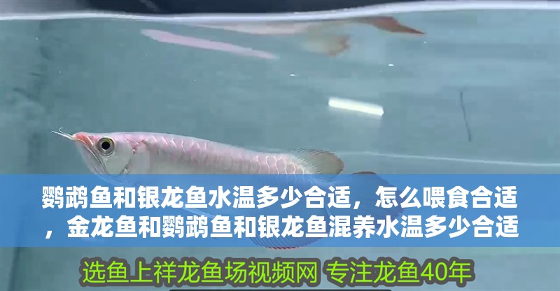 鸚鵡魚和銀龍魚水溫多少合適，怎么喂食合適，金龍魚和鸚鵡魚和銀龍魚混養水溫多少合適，鸚鵡魚和銀龍魚一起養