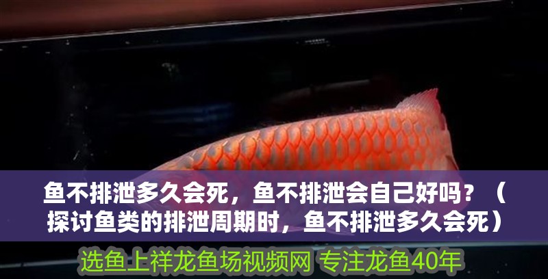 魚不排泄多久會死，魚不排泄會自己好嗎？（探討魚類的排泄周期時，魚不排泄多久會死）