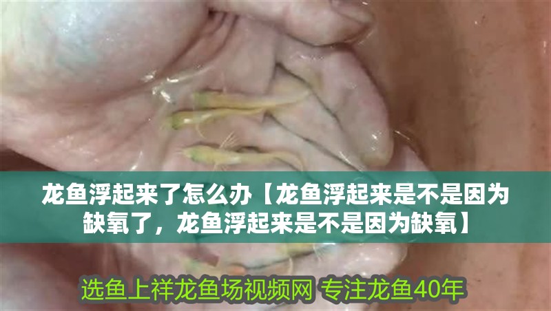 龍魚浮起來了怎么辦【龍魚浮起來是不是因為缺氧了，龍魚浮起來是不是因為缺氧】