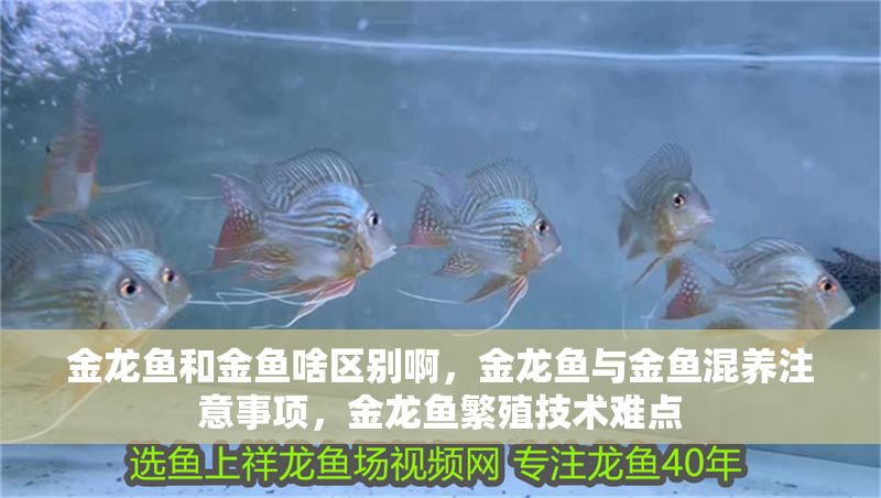 金龍魚和金魚啥區(qū)別啊，金龍魚與金魚混養(yǎng)注意事項(xiàng)，金龍魚繁殖技術(shù)難點(diǎn)