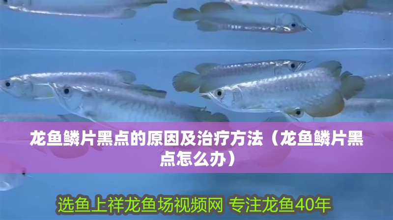 龍魚鱗片黑點的原因及治療方法（龍魚鱗片黑點怎么辦）