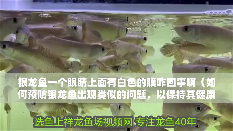 銀龍魚一個眼睛上面有白色的膜咋回事?。ㄈ绾晤A防銀龍魚出現類似的問題，以保持其健康？）