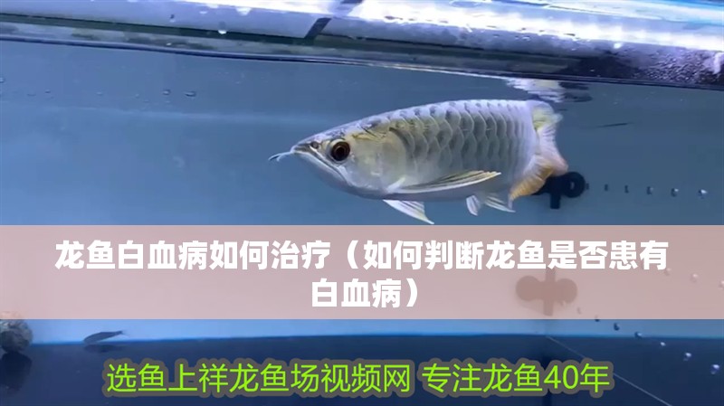龍魚(yú)白血病如何治療（如何判斷龍魚(yú)是否患有白血病）