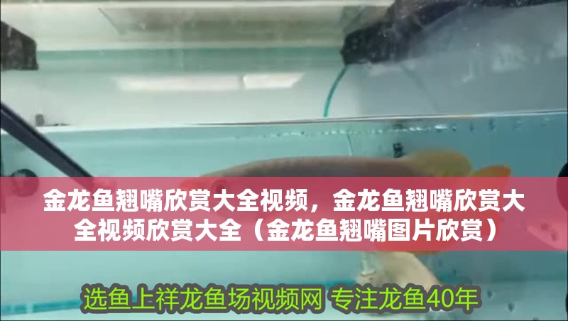 金龍魚翹嘴欣賞大全視頻，金龍魚翹嘴欣賞大全視頻欣賞大全（金龍魚翹嘴圖片欣賞）