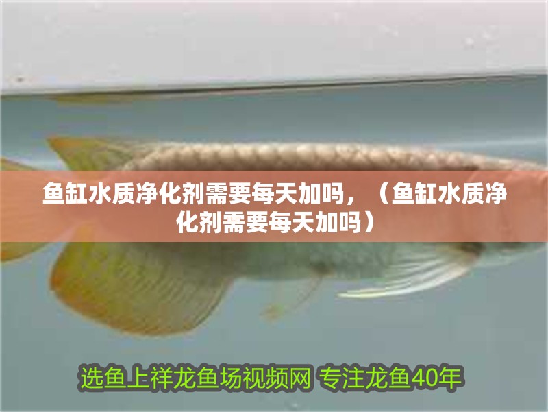 魚缸水質凈化劑需要每天加嗎，（魚缸水質凈化劑需要每天加嗎）
