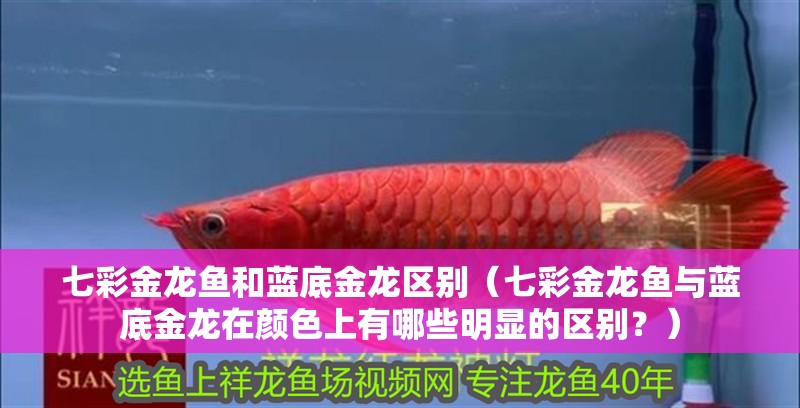 七彩金龍魚和藍底金龍區別（七彩金龍魚與藍底金龍在顏色上有哪些明顯的區別？）