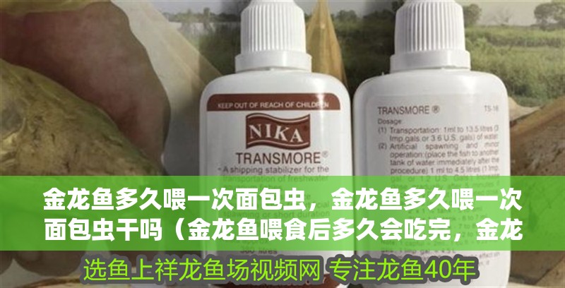 金龍魚多久喂一次面包蟲，金龍魚多久喂一次面包蟲干嗎（金龍魚喂食后多久會吃完，金龍魚可以喂面包蟲干嗎？）