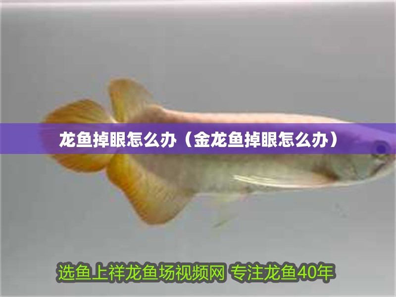 龍魚掉眼怎么辦（金龍魚掉眼怎么辦）