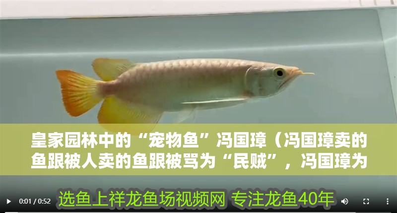 皇家園林中的“寵物魚”馮國(guó)璋（馮國(guó)璋賣的魚跟被人賣的魚跟被罵為“民賊”，馮國(guó)璋為難了）
