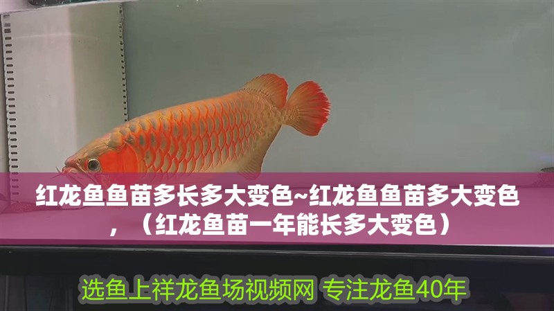 紅龍魚魚苗多長多大變色~紅龍魚魚苗多大變色，（紅龍魚苗一年能長多大變色）