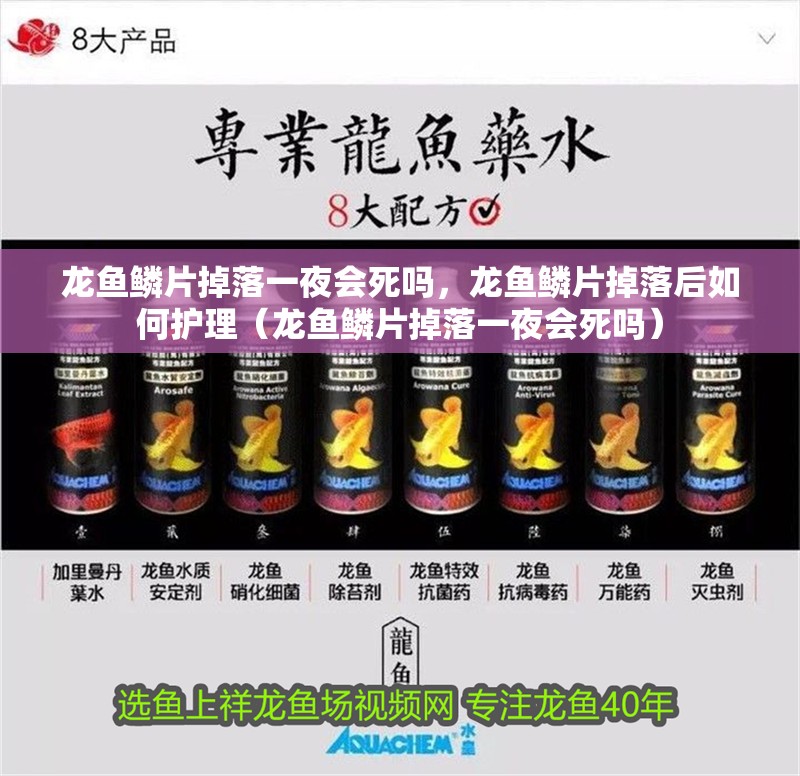 龍魚鱗片掉落一夜會死嗎，龍魚鱗片掉落后如何護理（龍魚鱗片掉落一夜會死嗎）