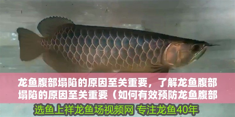 魚缸用增氧泵價格是多少:魚缸增氧機(jī)-xtrac增氧機(jī)-xtrac增氧機(jī) 龍魚腹部塌陷的原因至關(guān)重要,了解龍魚腹部塌陷的原因至關(guān)重要(如何有效預(yù)防龍魚腹部塌陷) 龍魚百科 龍魚腹部塌陷的原因至關(guān)重要,了解龍魚腹部塌陷的原因至關(guān)重要(如何有效預(yù)防龍魚腹部塌陷) 龍魚腹部塌陷的原因至關(guān)重要,了解龍魚腹部塌陷的原因至關(guān)重要(如何有效預(yù)防龍魚腹部塌陷) 龍魚百科