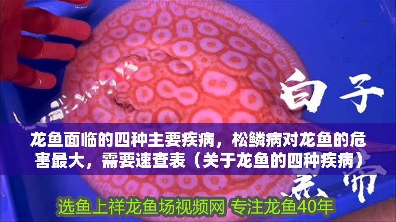 龍魚面臨的四種主要疾病，松鱗病對龍魚的危害最大，需要速查表（關于龍魚的四種疾病）